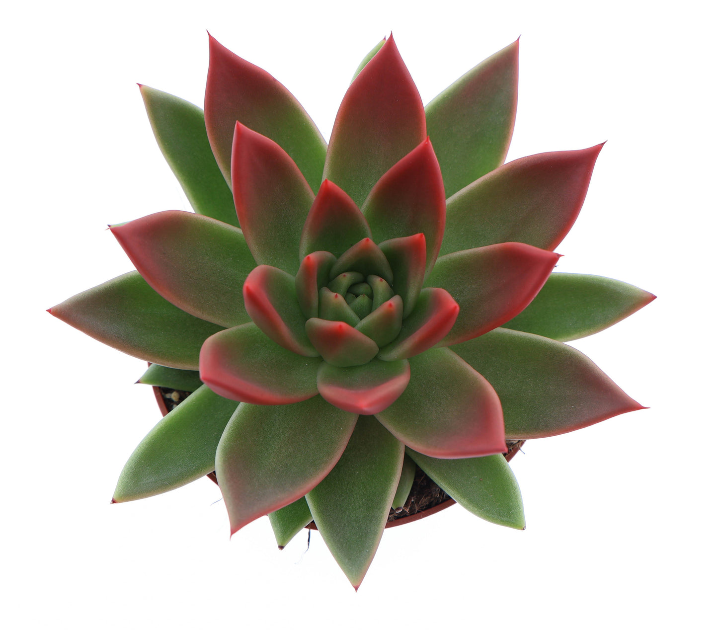 Miranda tips red 12cm 510cm Pot