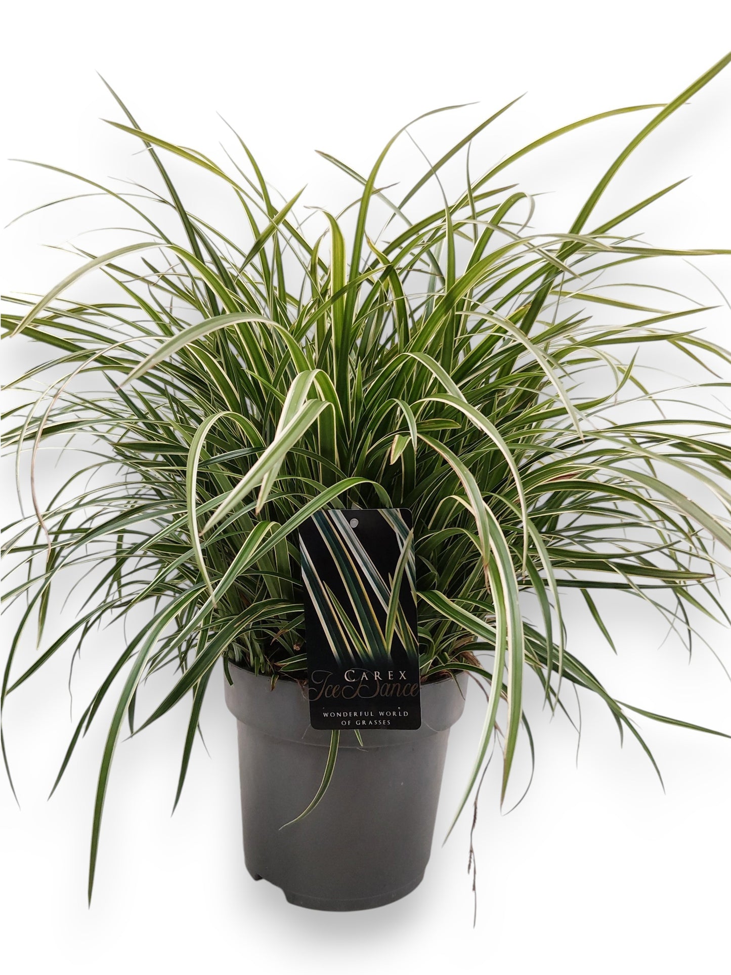 Carex morrowii Ice Dance 50cm 22cm Pot