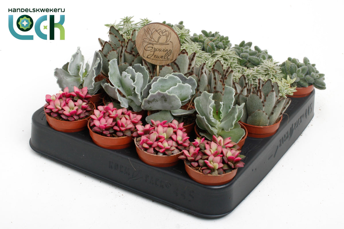 Succulent mix 8cm 5.5cm Pot