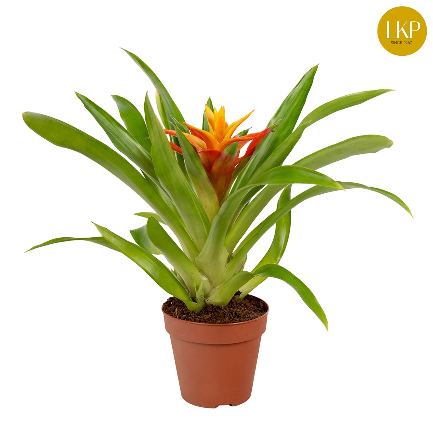 LKP plants Guzmania Flava Pack of 11