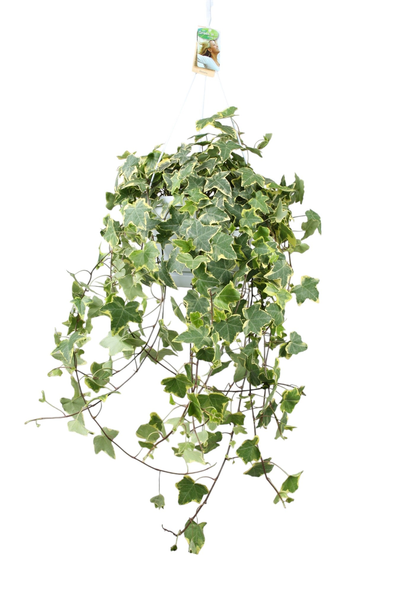 Hedera helix Goldchild 24cm Pot