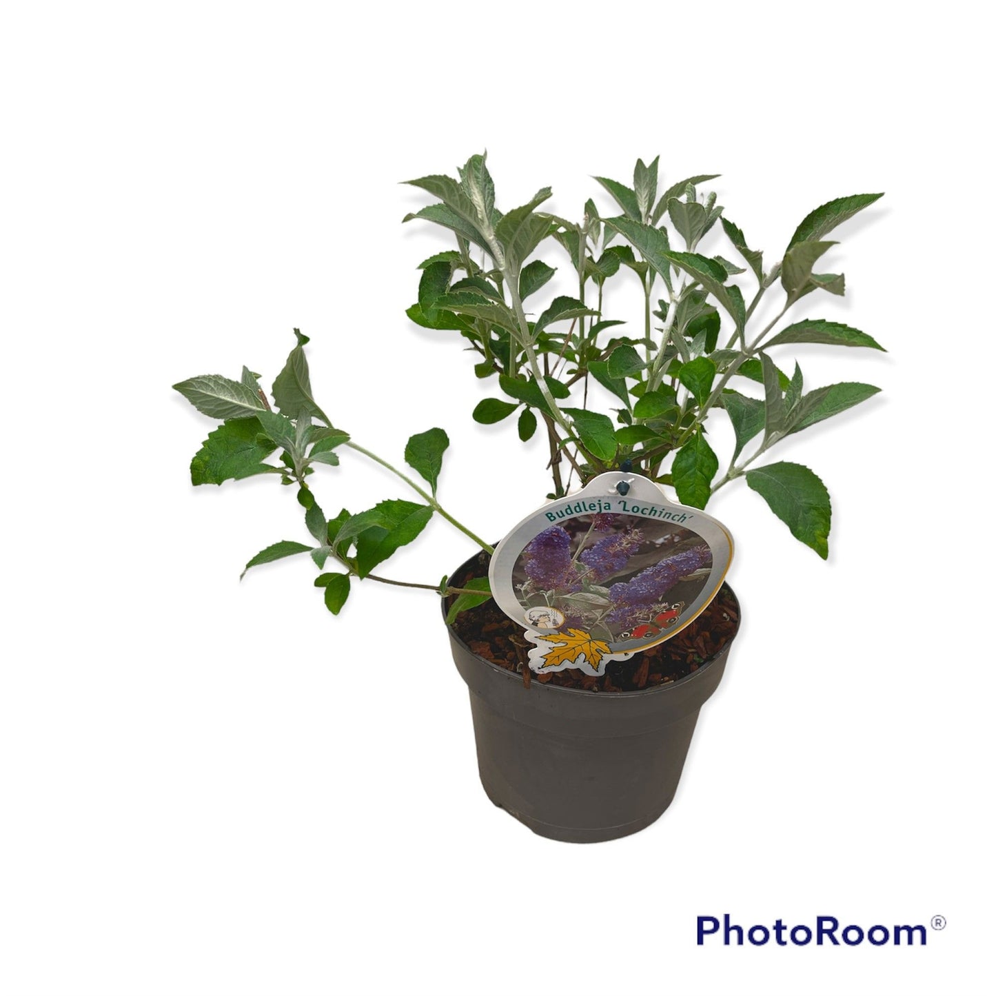 Buddleja davidii Lochinch 50cm 19cm Pot