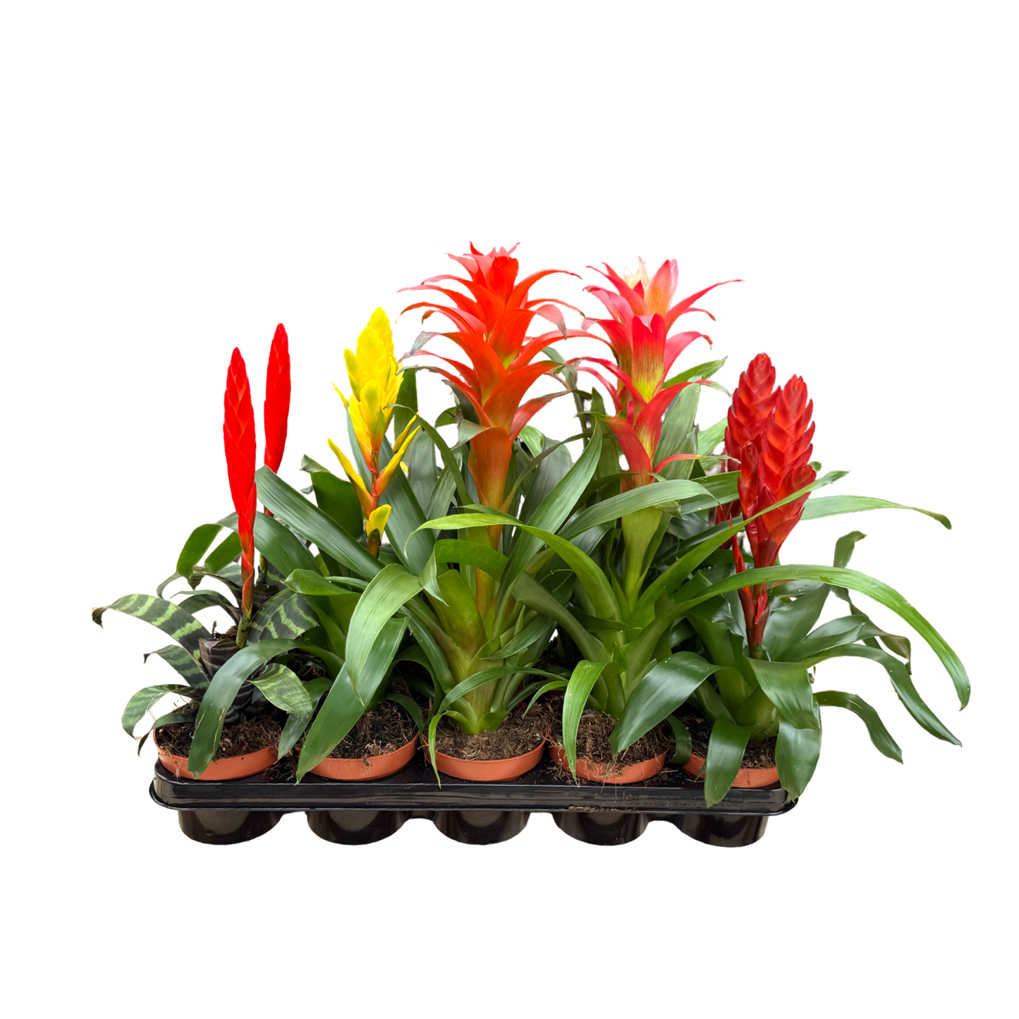 Bromelia mix 38cm 12cm Pot