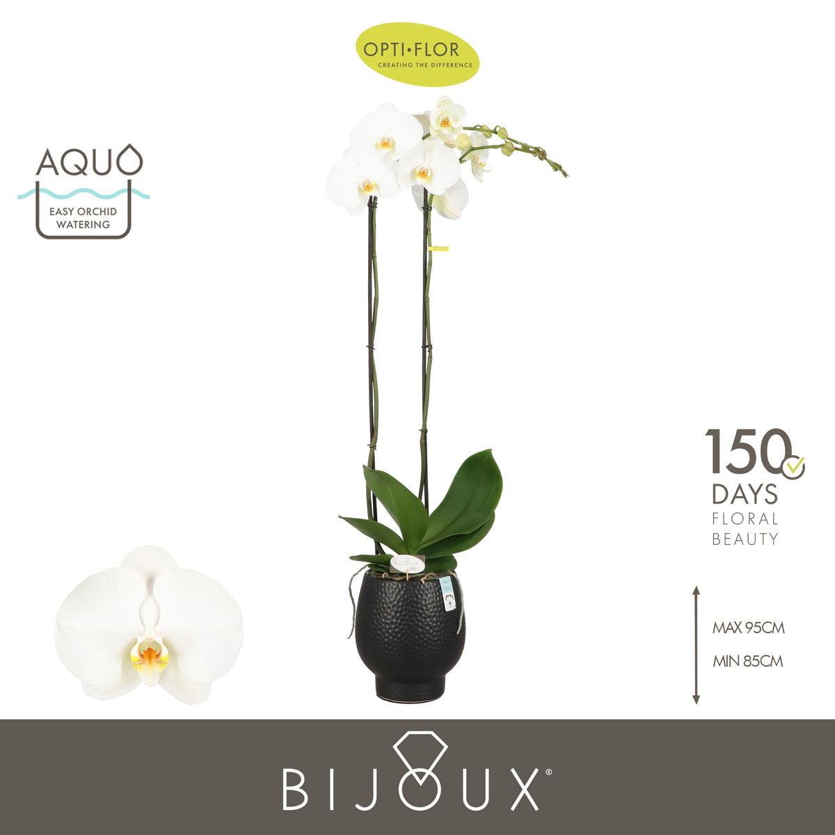 Phalaenopsis Diamond 90cm 15cm Pot