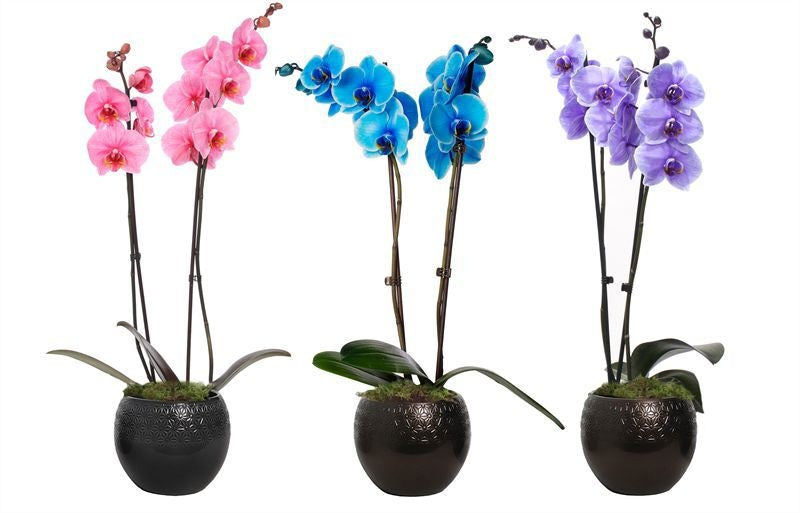 Phalaenopsis Hybrid 55cm 12cm Pot