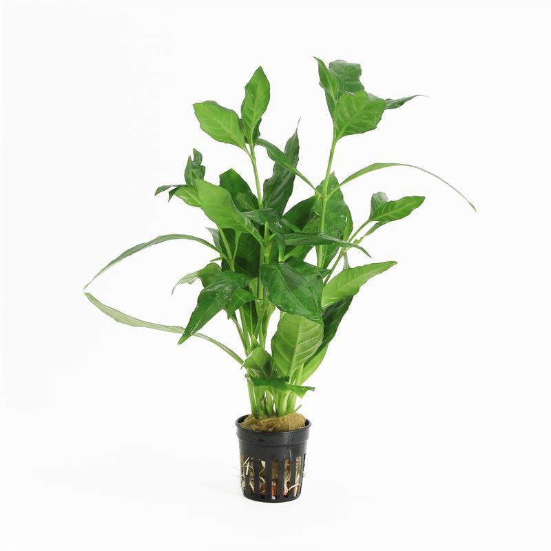 Aquarium plant mix 10cm 5cm Pot