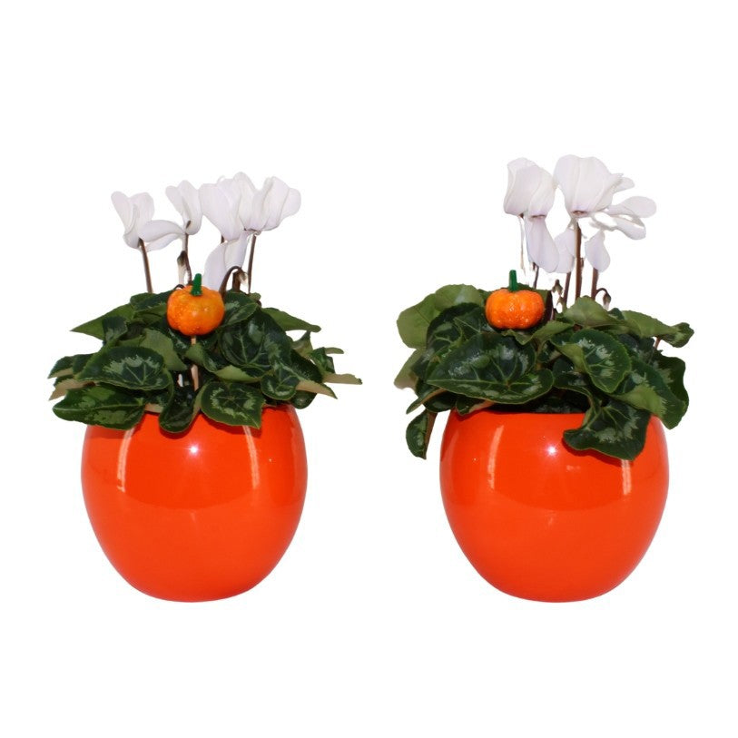 Cyclamen Allure white (+ drp.ceramic) 30cm 12cm Pot