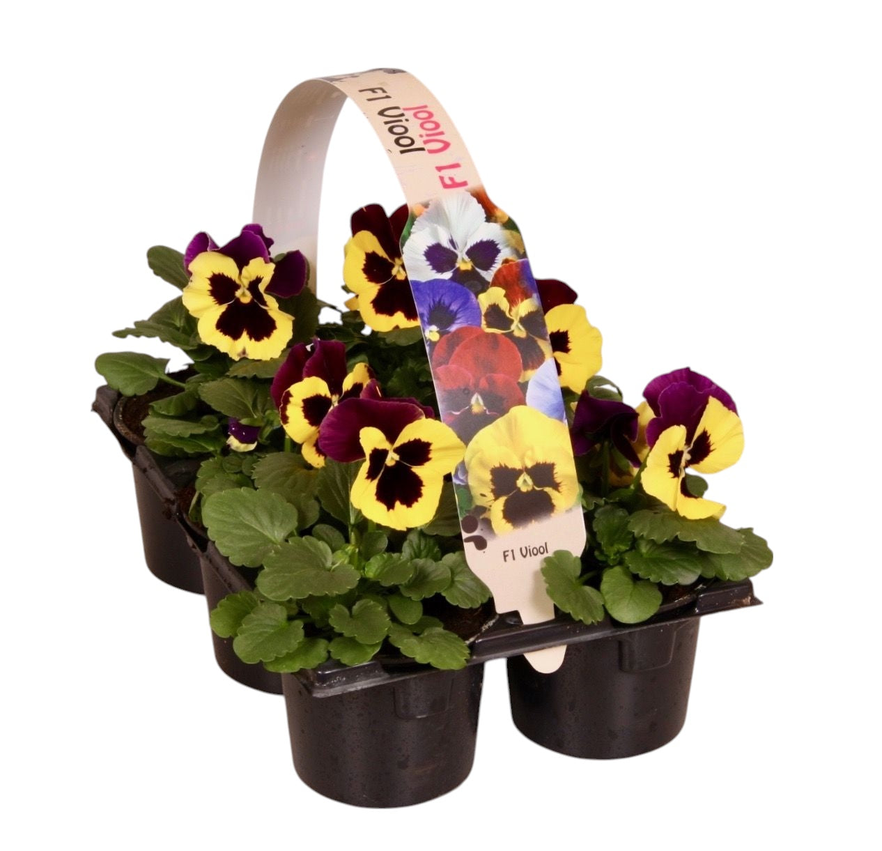 Zuidbaak Honselersdijk Viola Delta Yellow with Purple Wing Pack of 14