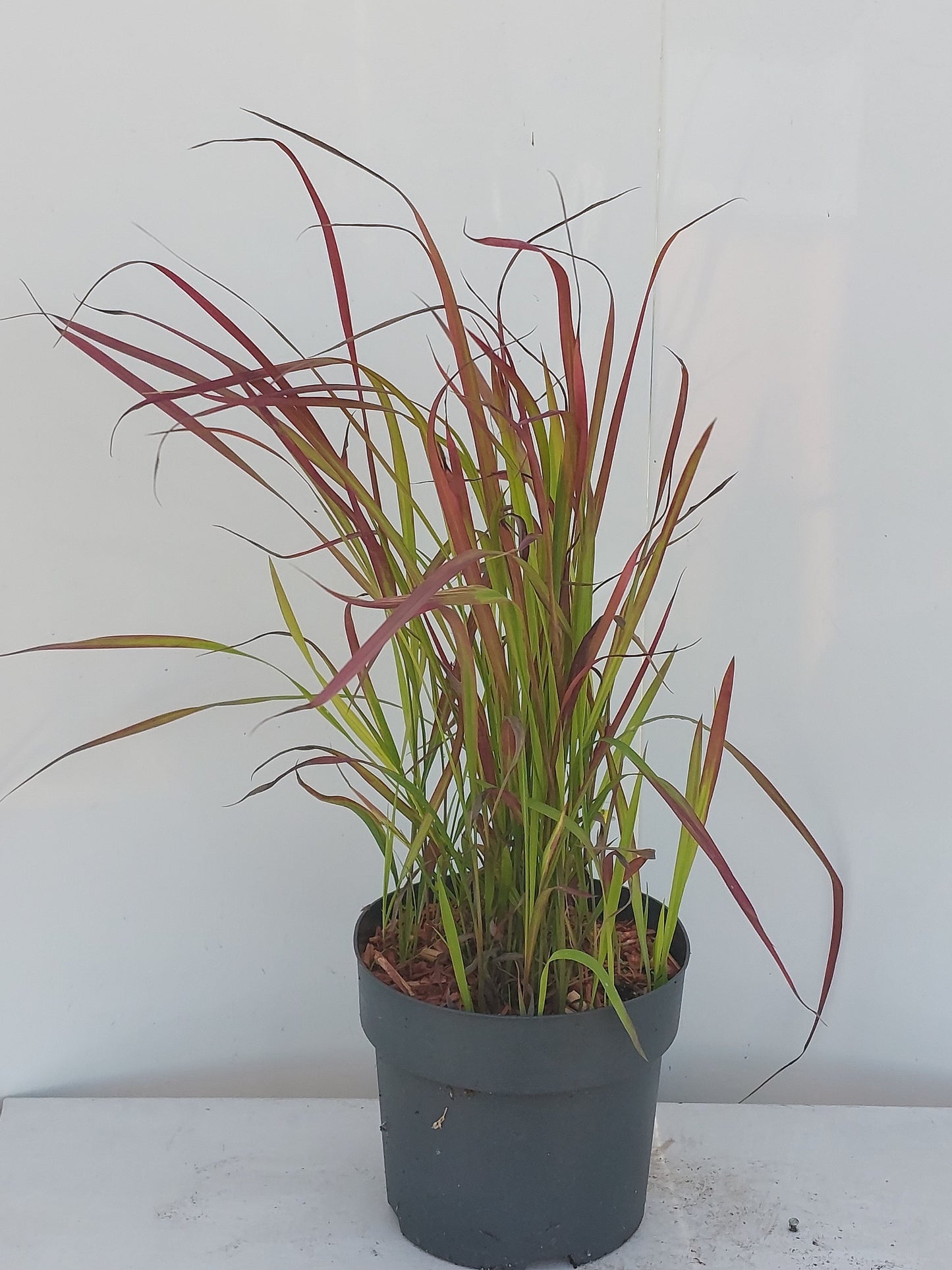 Imperata Red Baron 65cm 17cm Pot
