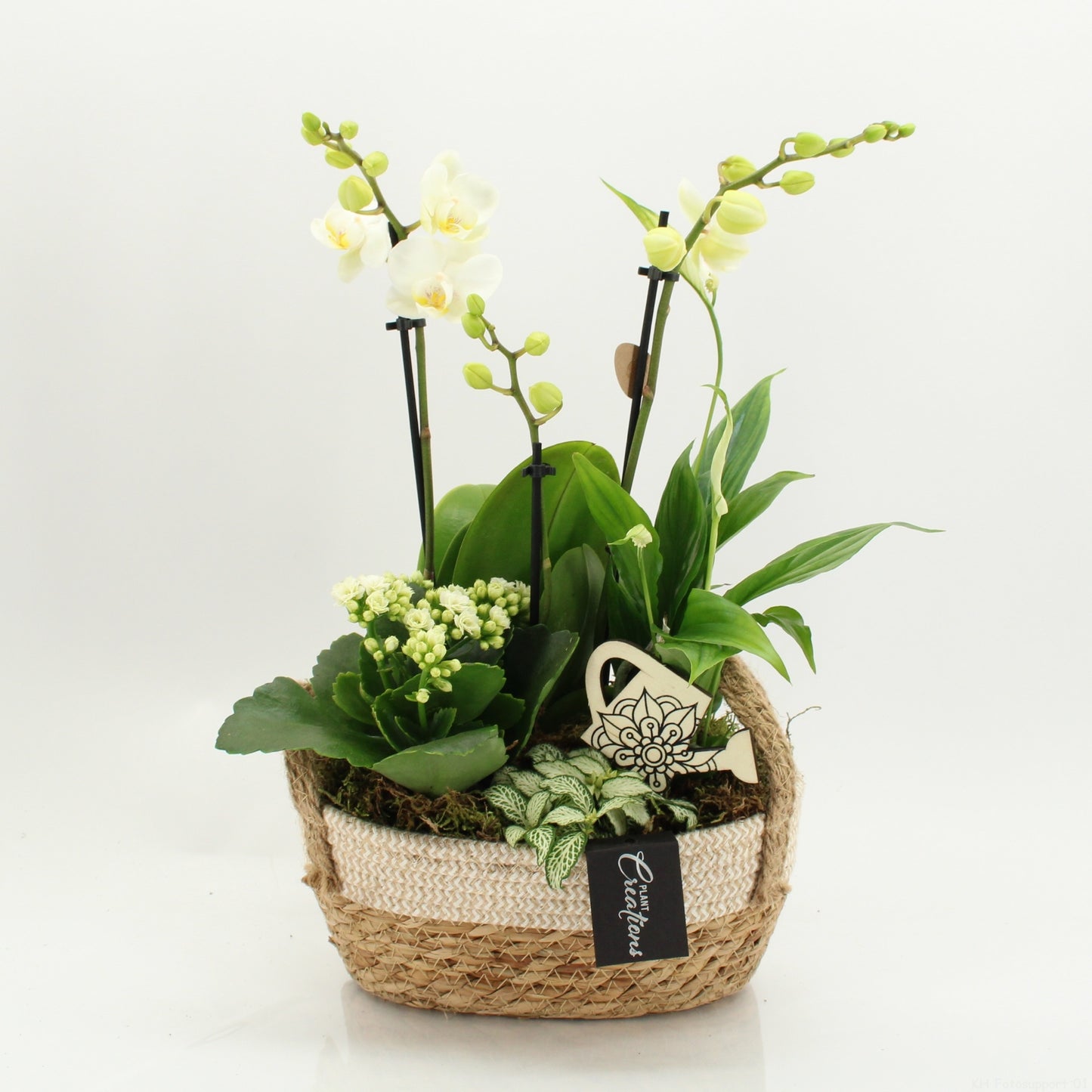 PHAL-2630W Phalaenopsis creatie 45cm 24cm Pot