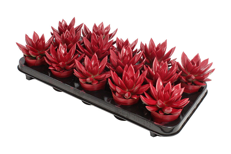 Echeveria colored red 11cm Special Pot (508)