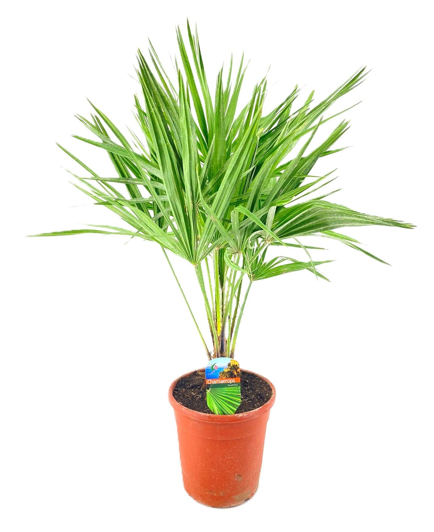 Chamaerops humilis 100cm 21cm Pot