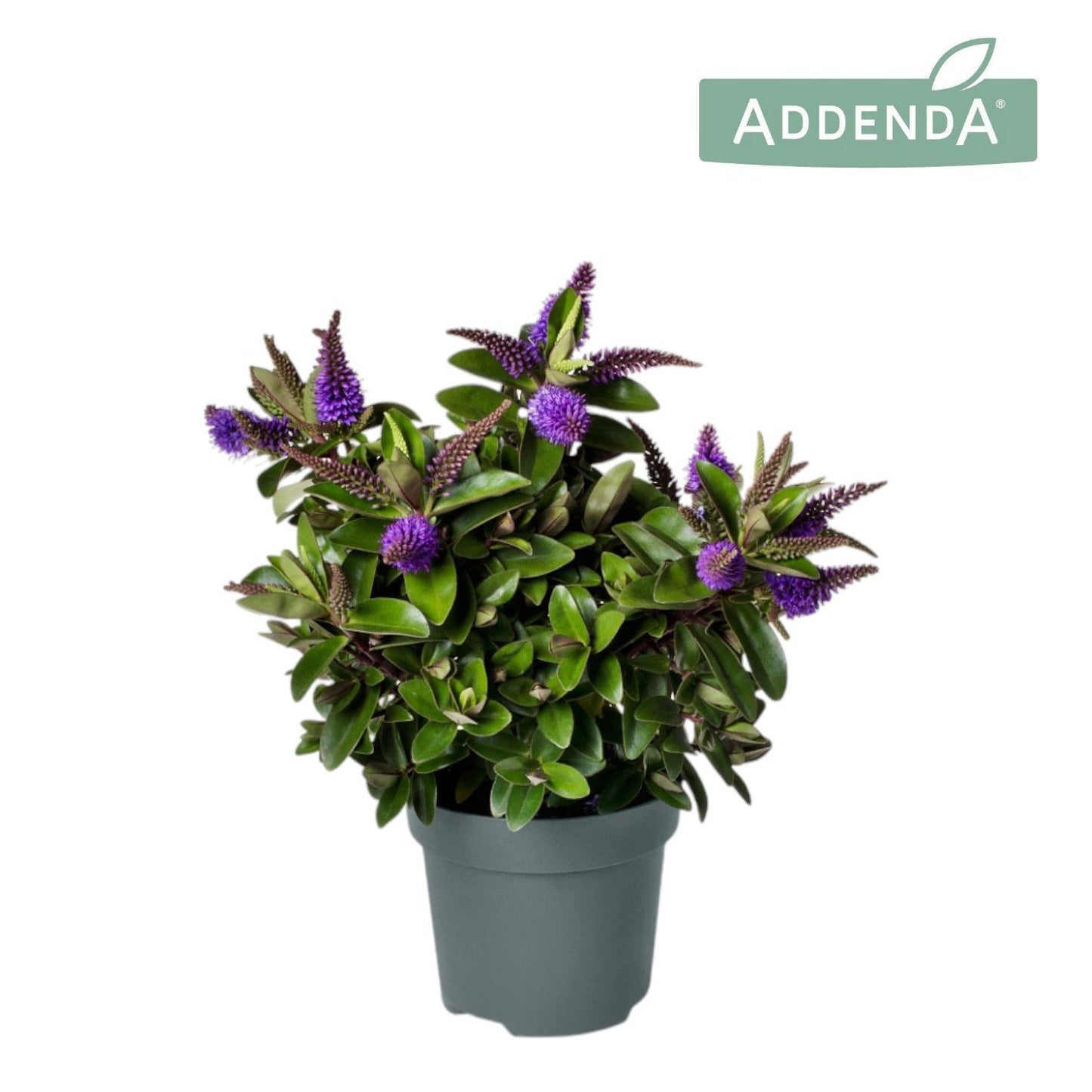 Hebe Hebedonna Anna 40cm 12cm Pot