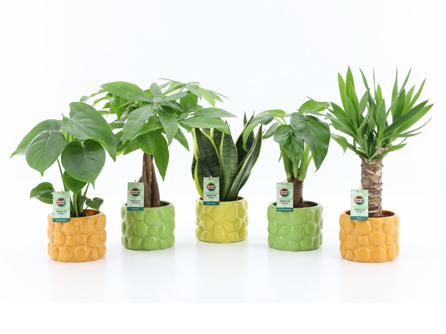 Foliage houseplants mix 35cm 15cm Pot