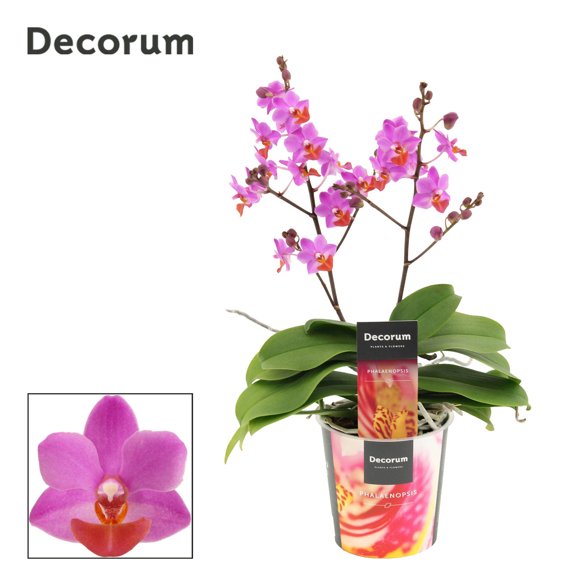Phalaenopsis purple 30cm 12cm Pot