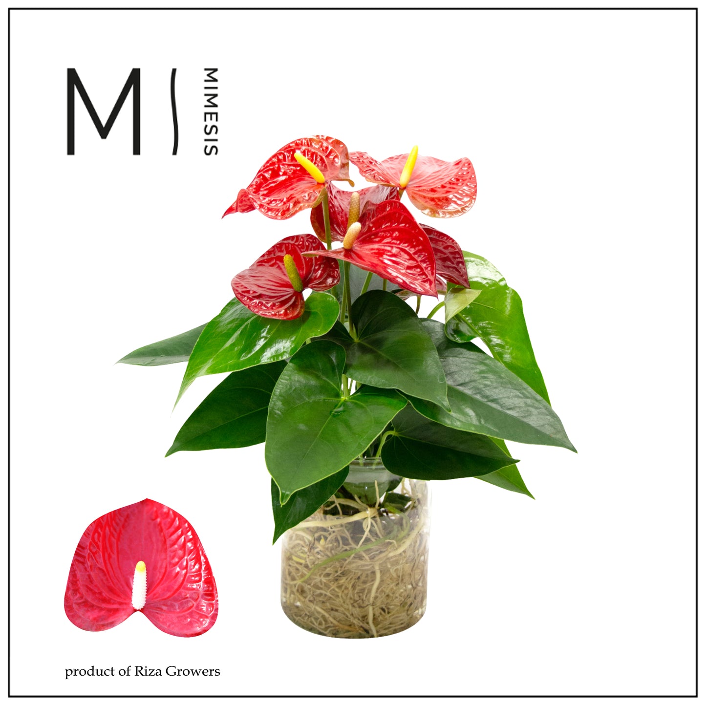 Anthurium Karma Red 43cm 14cm Pot