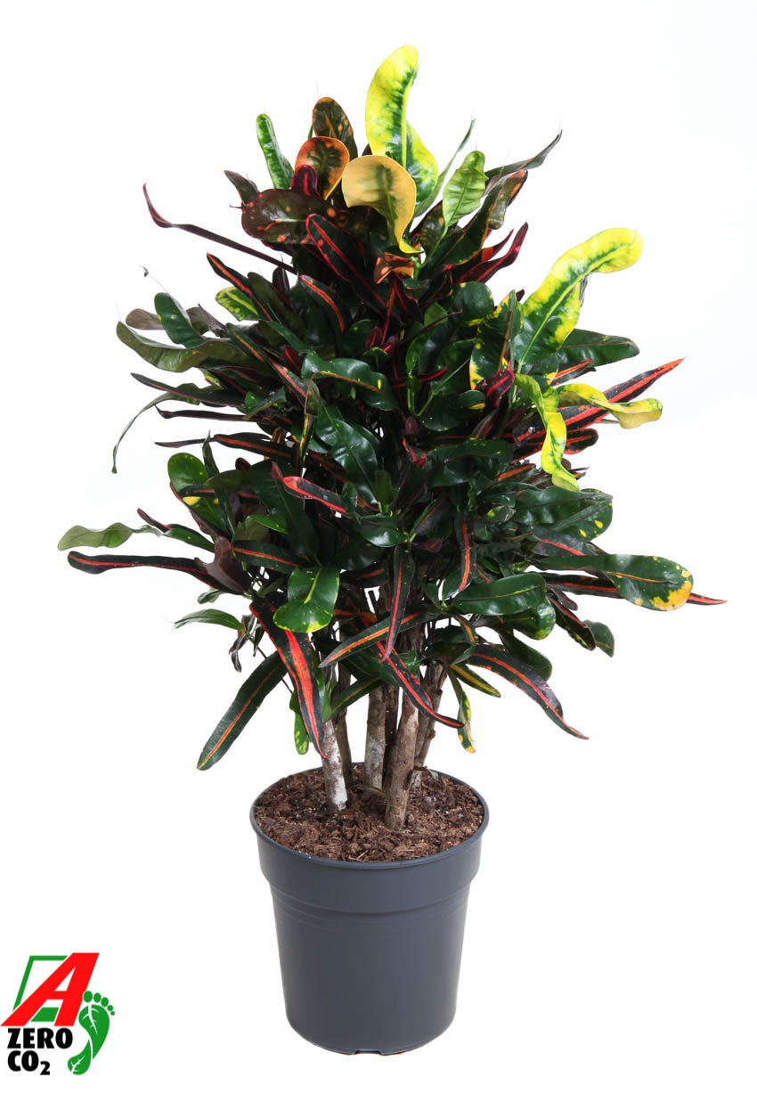 Codiaeum Mammi branched 90cm 24cm Pot