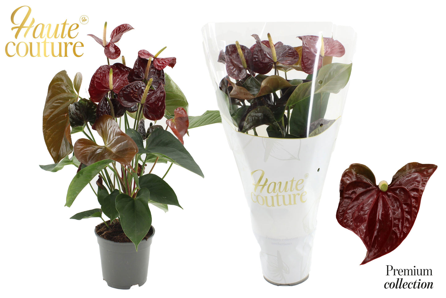 Anthurium Tranquillo 60cm 17cm Pot