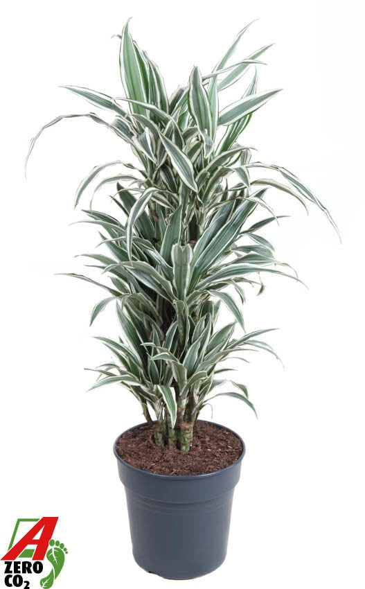 Dracaena fragrans White Stripe 110cm 27cm Pot