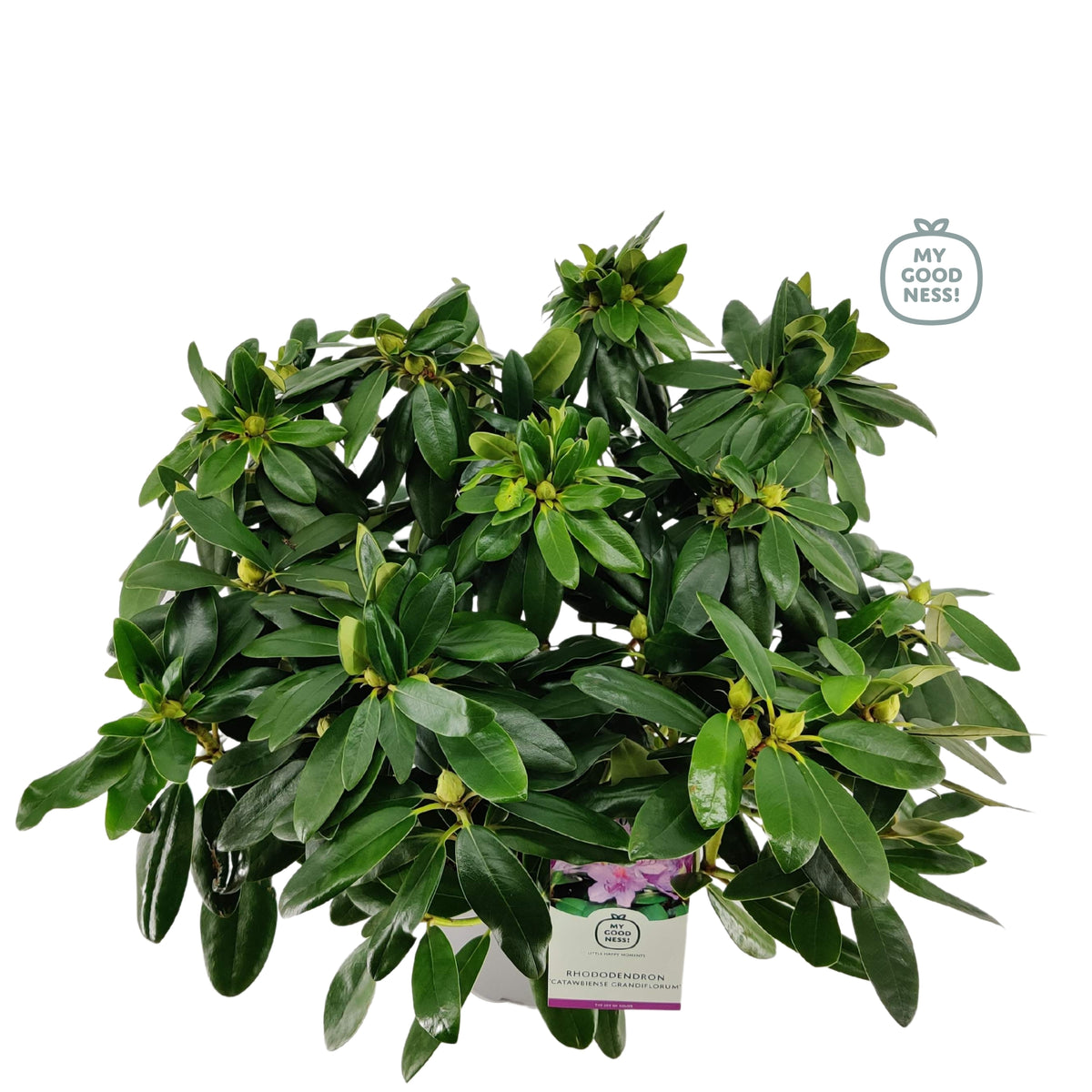 Rhododendron cat. Grandiflorum 60cm 23cm Pot