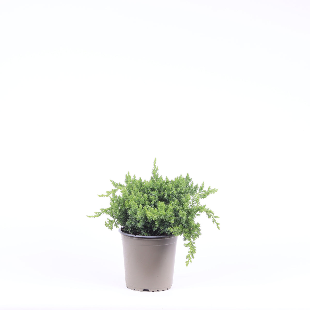 Juniperus procumbens Nana 20cm 13cm Pot