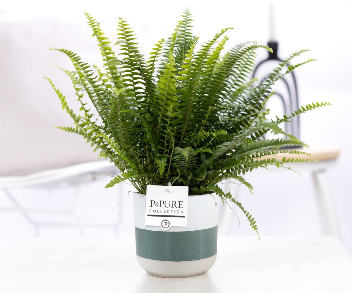 Nephrolepis Green Lady 35cm 12cm Pot