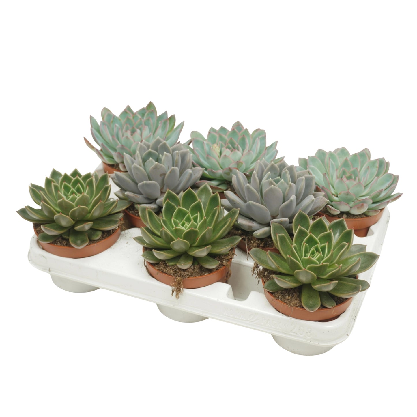 Echeveria mix 20cm 10.5cm Pot