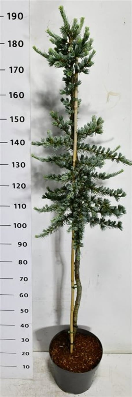 Cedrus libani Glauca 200cm 32cm Pot
