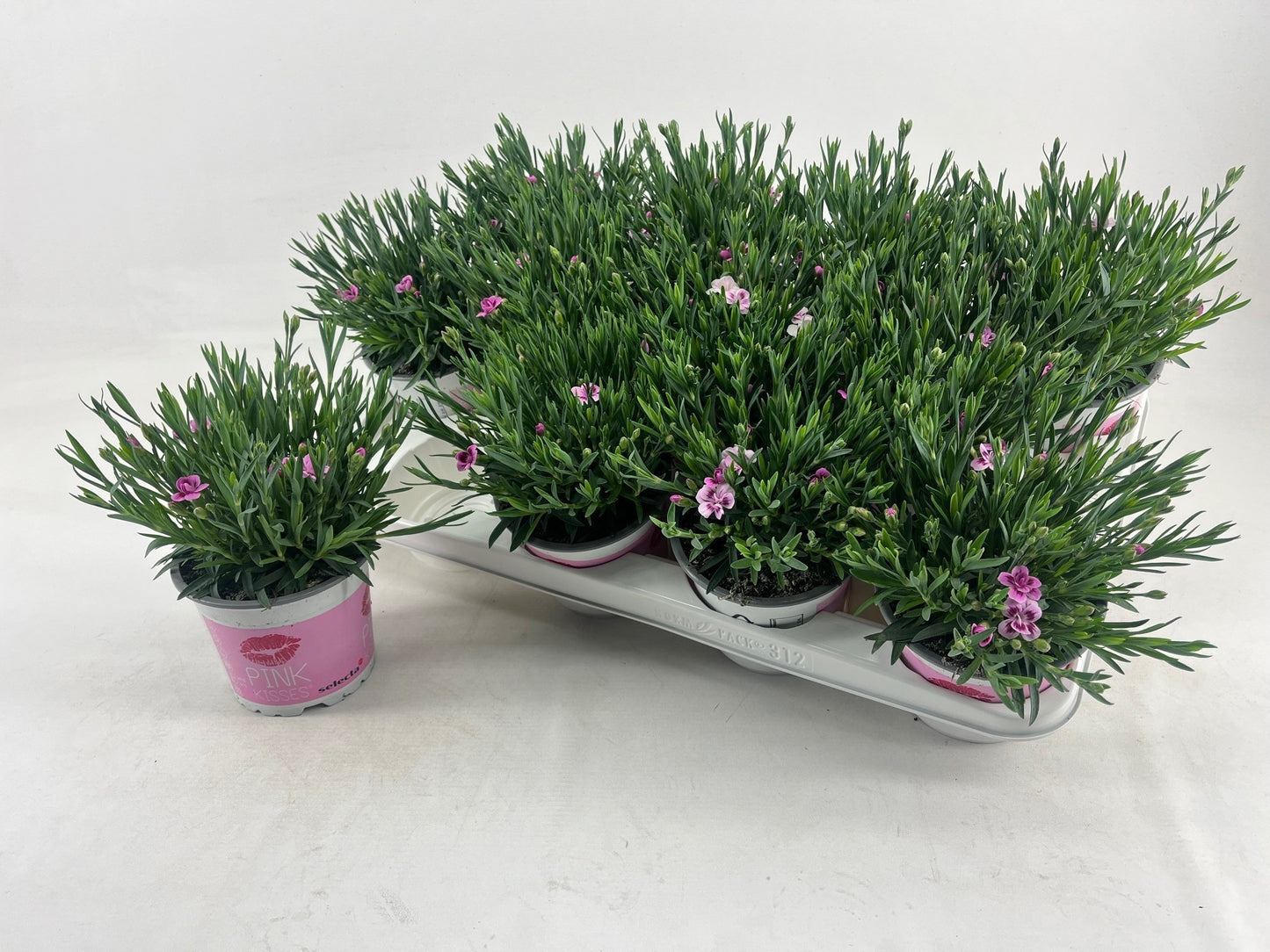 Dianthus Pink Kisses 25cm 12cm Pot