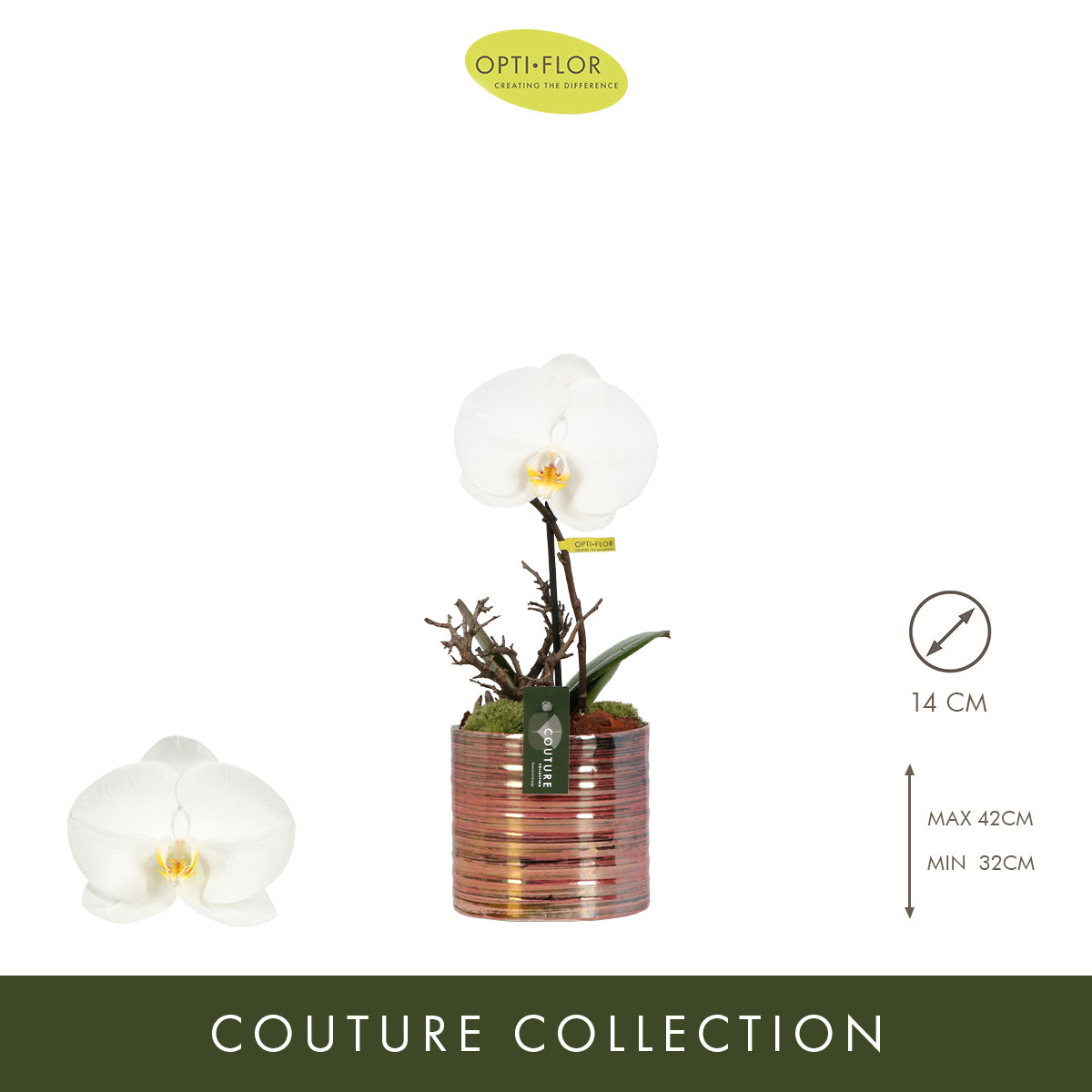 Phalaenopsis arrangement 14cm Pot