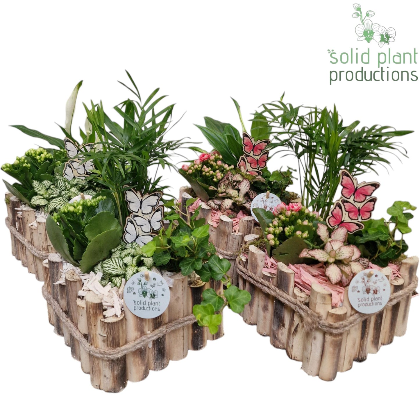 Solid Plant Productions HSC004 Verona Small White/Pink Mix Pack of 4