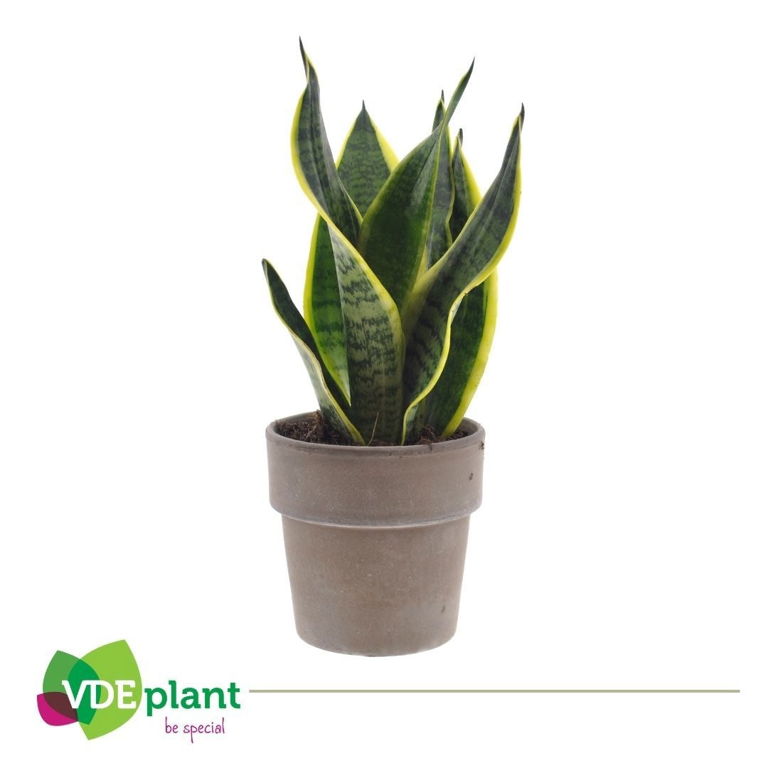 Sansevieria Futura Superba 30cm 12cm Pot