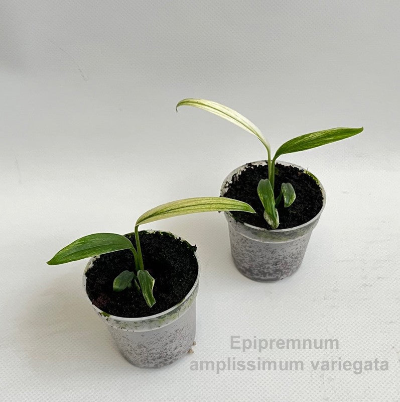 Epipremnum 11cm 7cm Pot