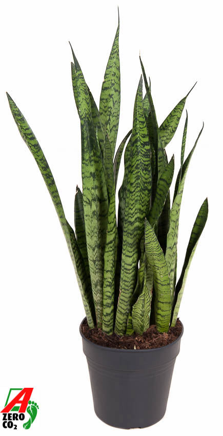 Sansevieria Zeylanica 80cm 24cm Pot