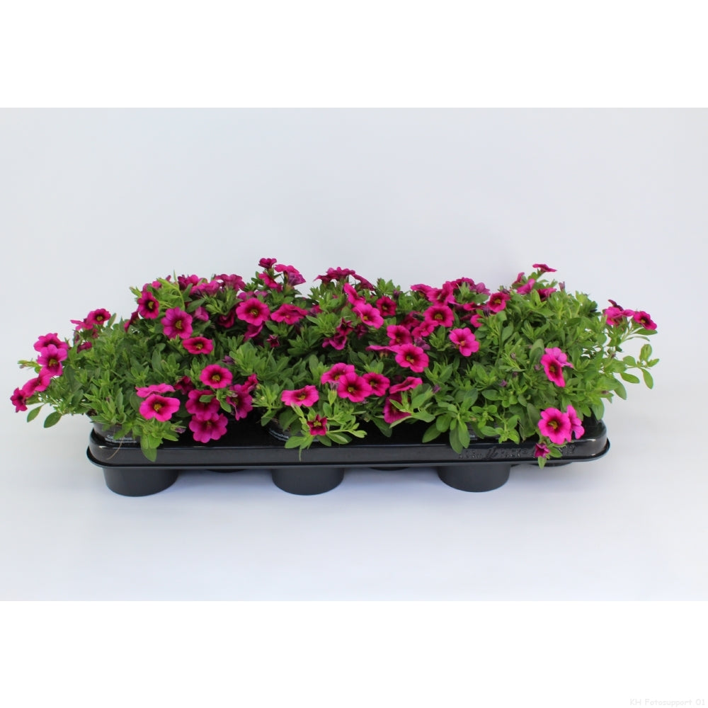 Calibrachoa Minifamous Compact Double Hot Pink 20cm 510cm Pot