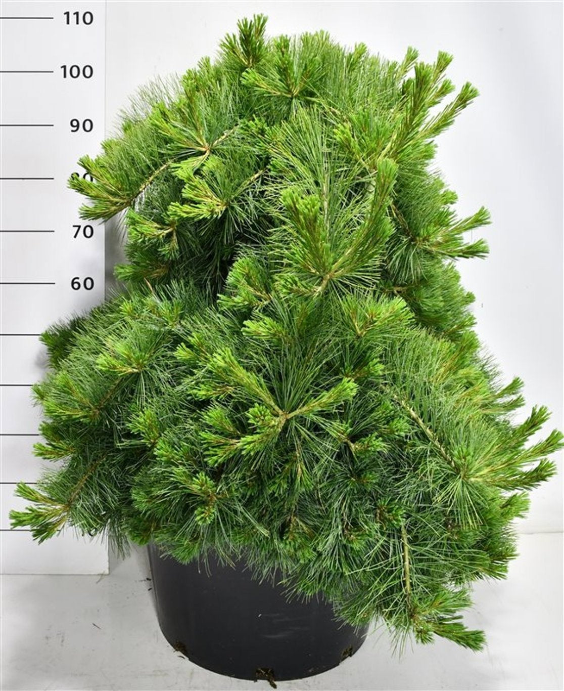 Pinus strobus 110cm 58cm Pot