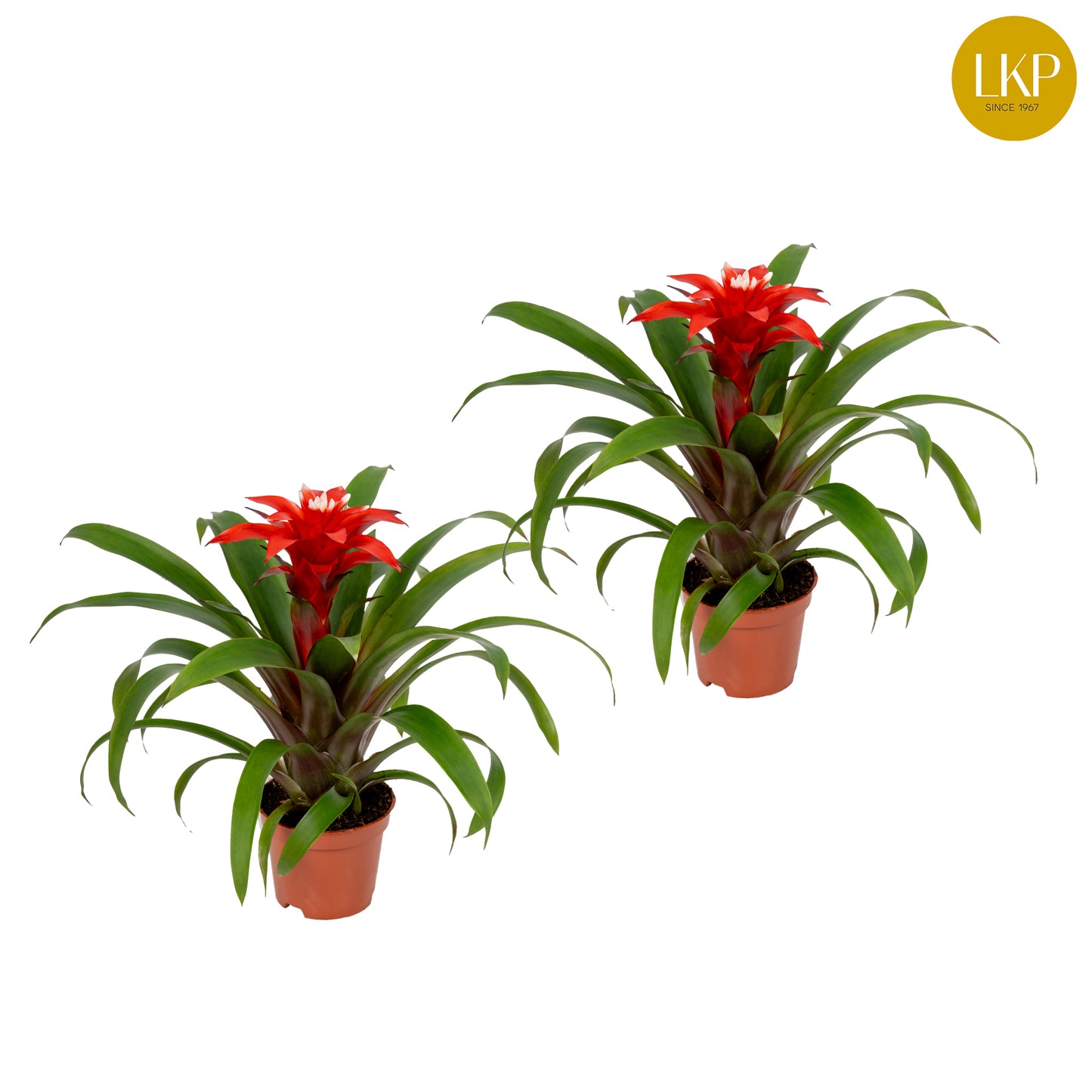 Guzmania Confetti 30cm 10.5cm Pot