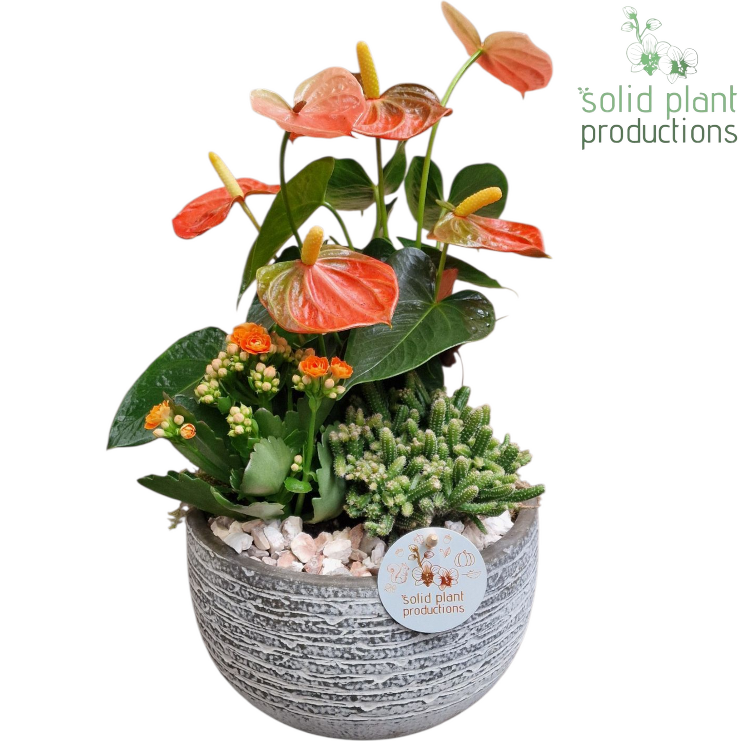AT051 Dakota Small Orange Anthurium 40cm 21cm Pot