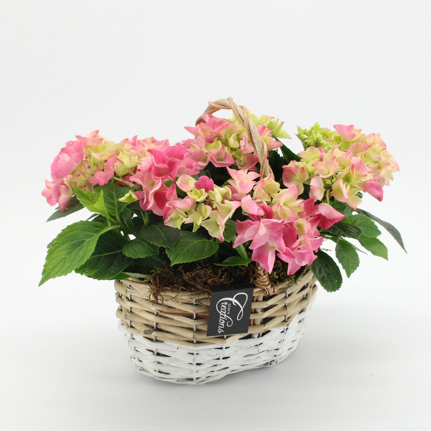 KHCR-2619RZ Hydrangea creatie 28cm 22cm Pot