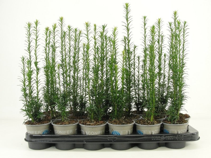 Taxus Fastigiata 15cm 9cm Pot