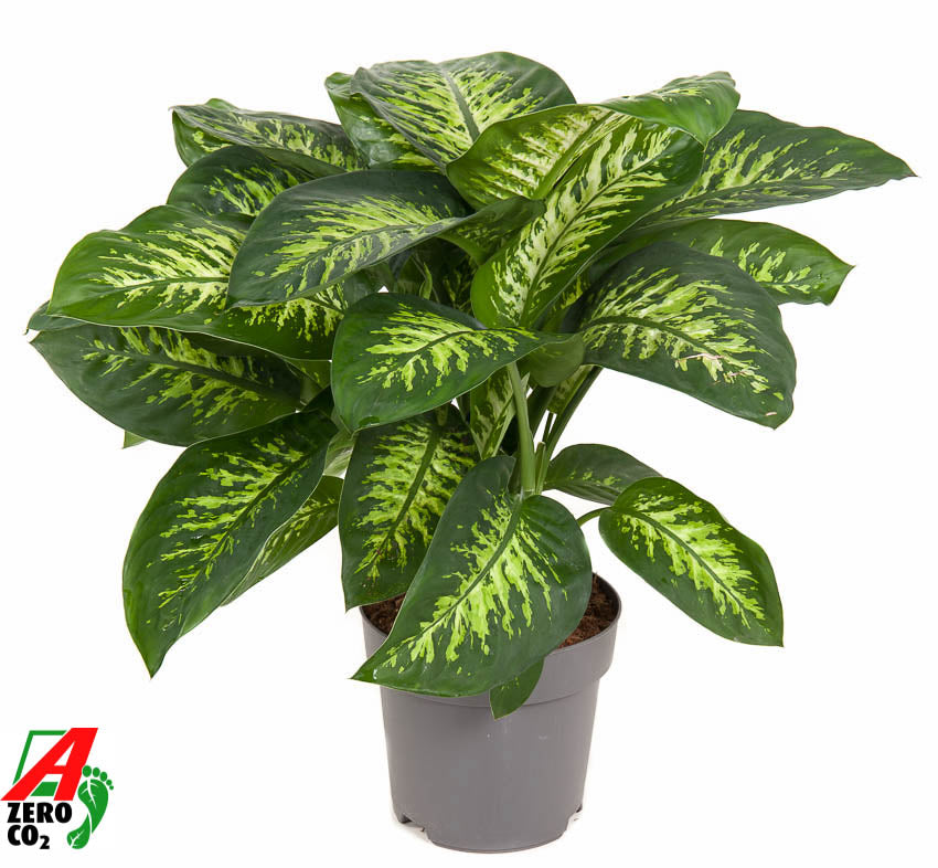 Dieffenbachia Reeva 80cm 24cm Pot