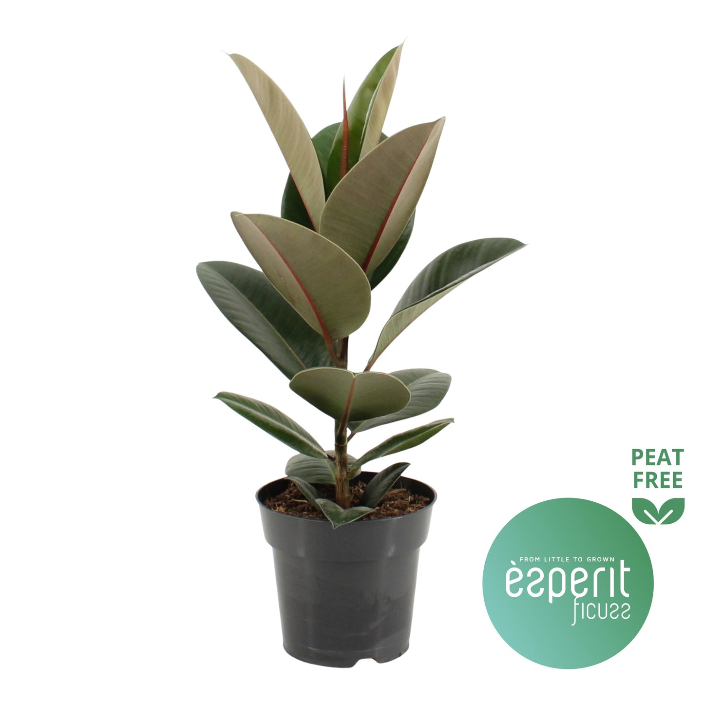 Ficus Robusta 55cm 17cm Pot