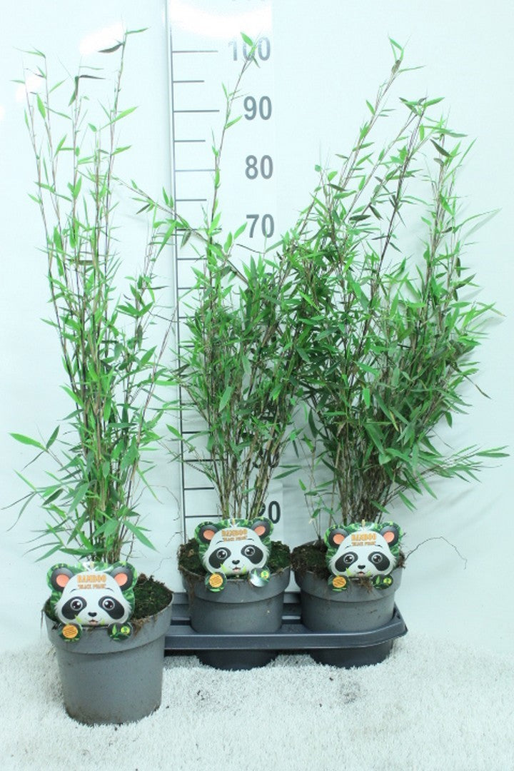 Fargesia nit. Black Pearl 100cm 19cm Pot