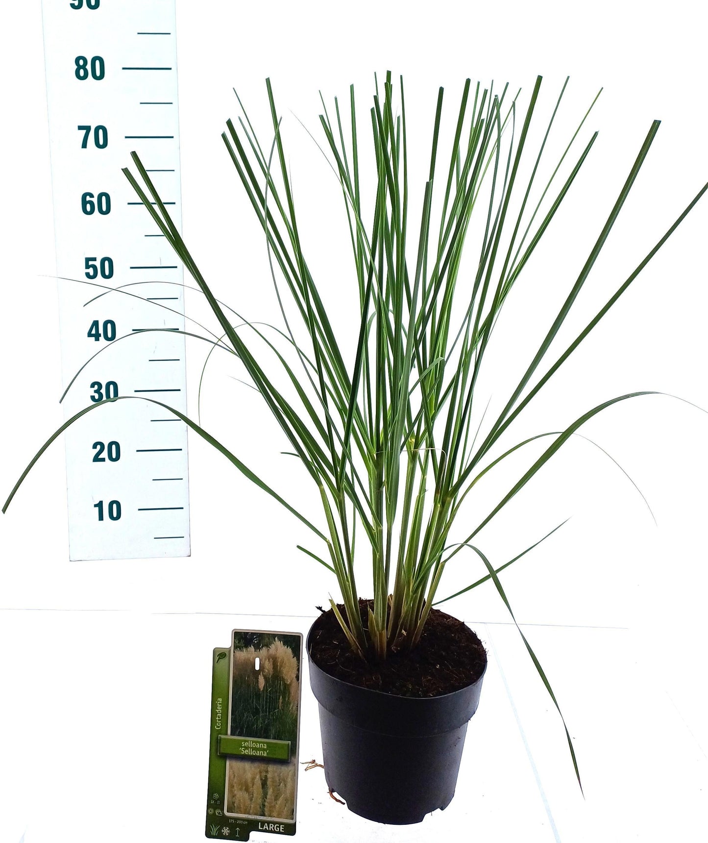 Cortaderia selloana 75cm 19cm Pot