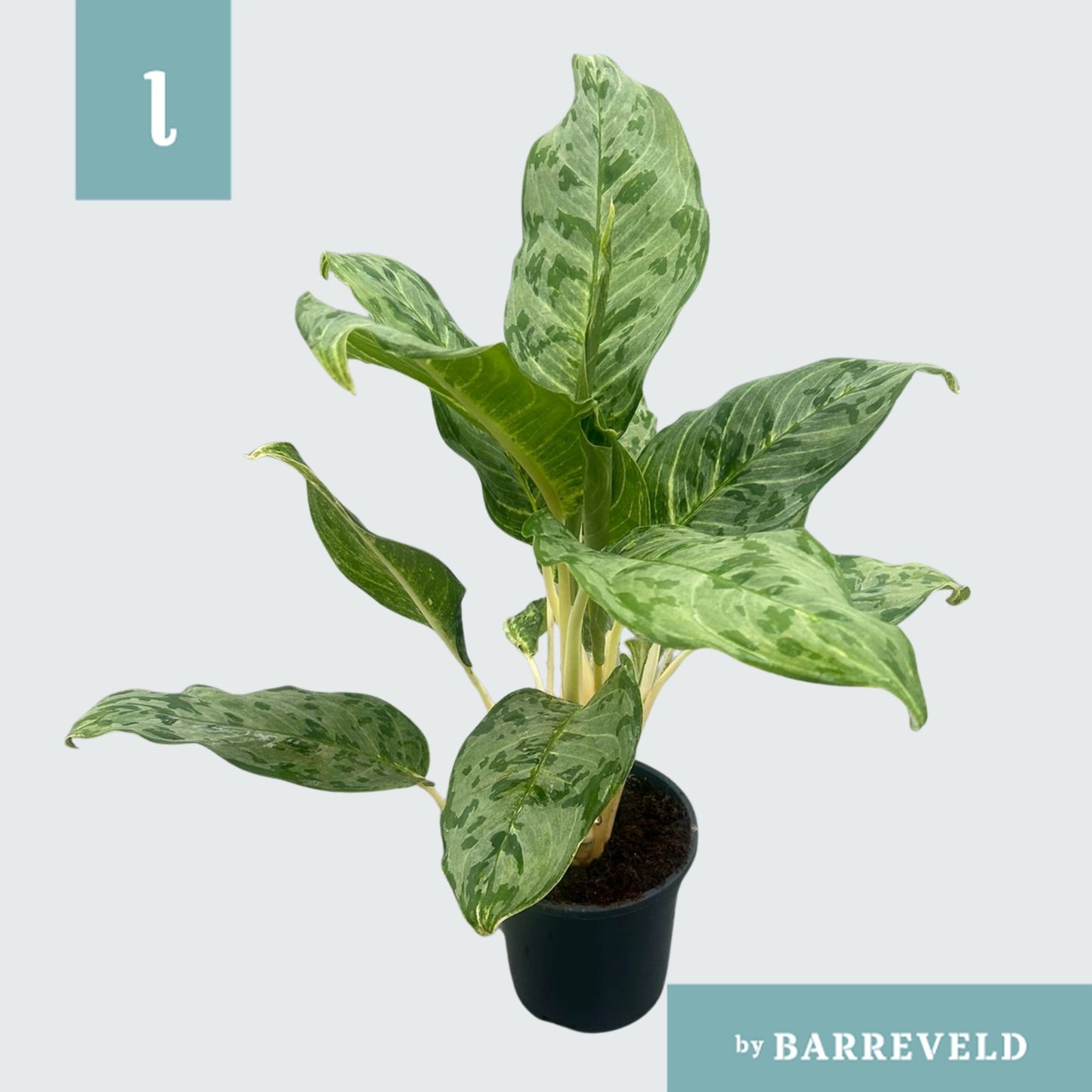 Aglaonema Peacock 60cm 17cm Pot