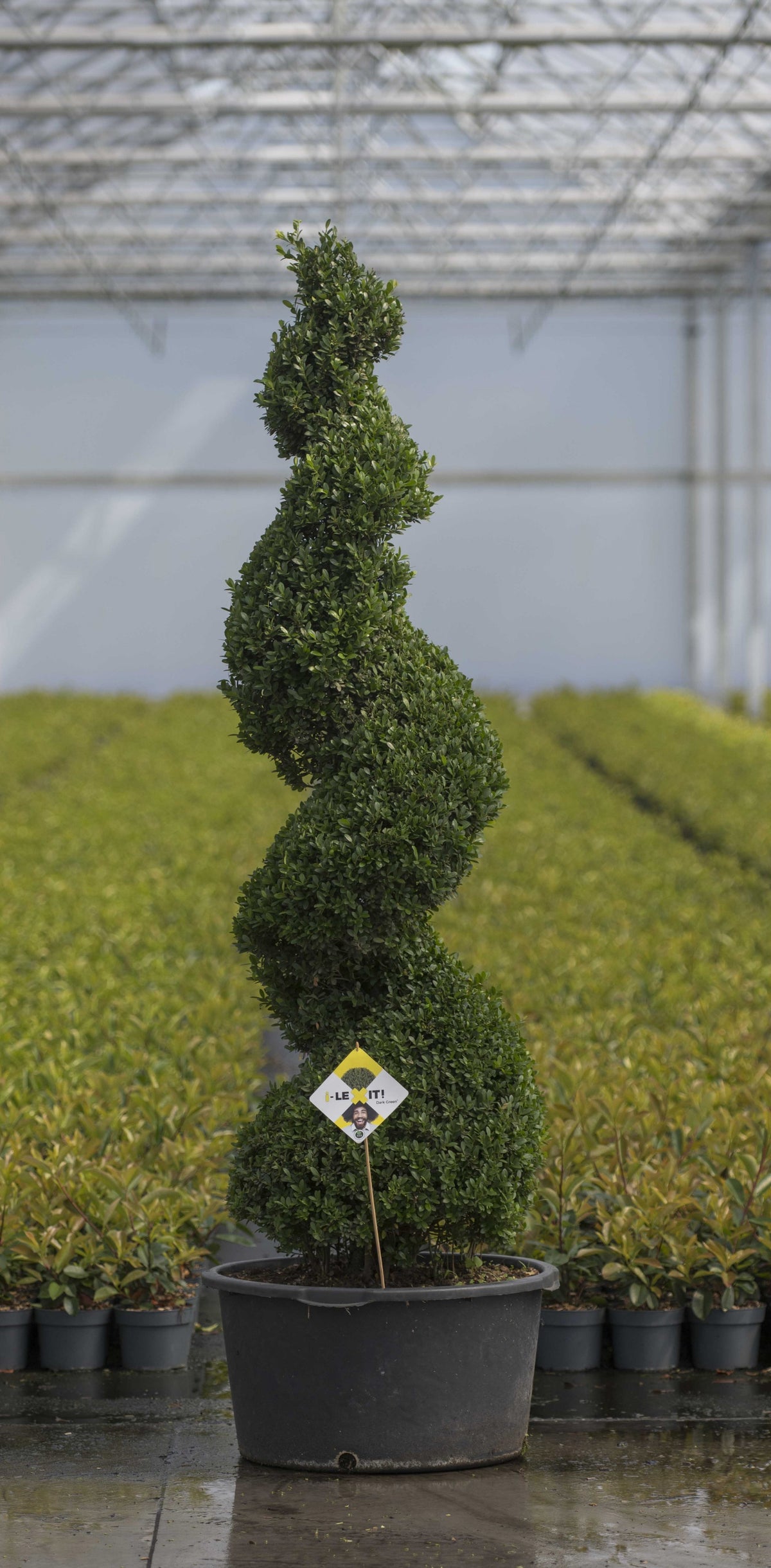 Ilex crenata Dark Green 220cm 65cm Pot