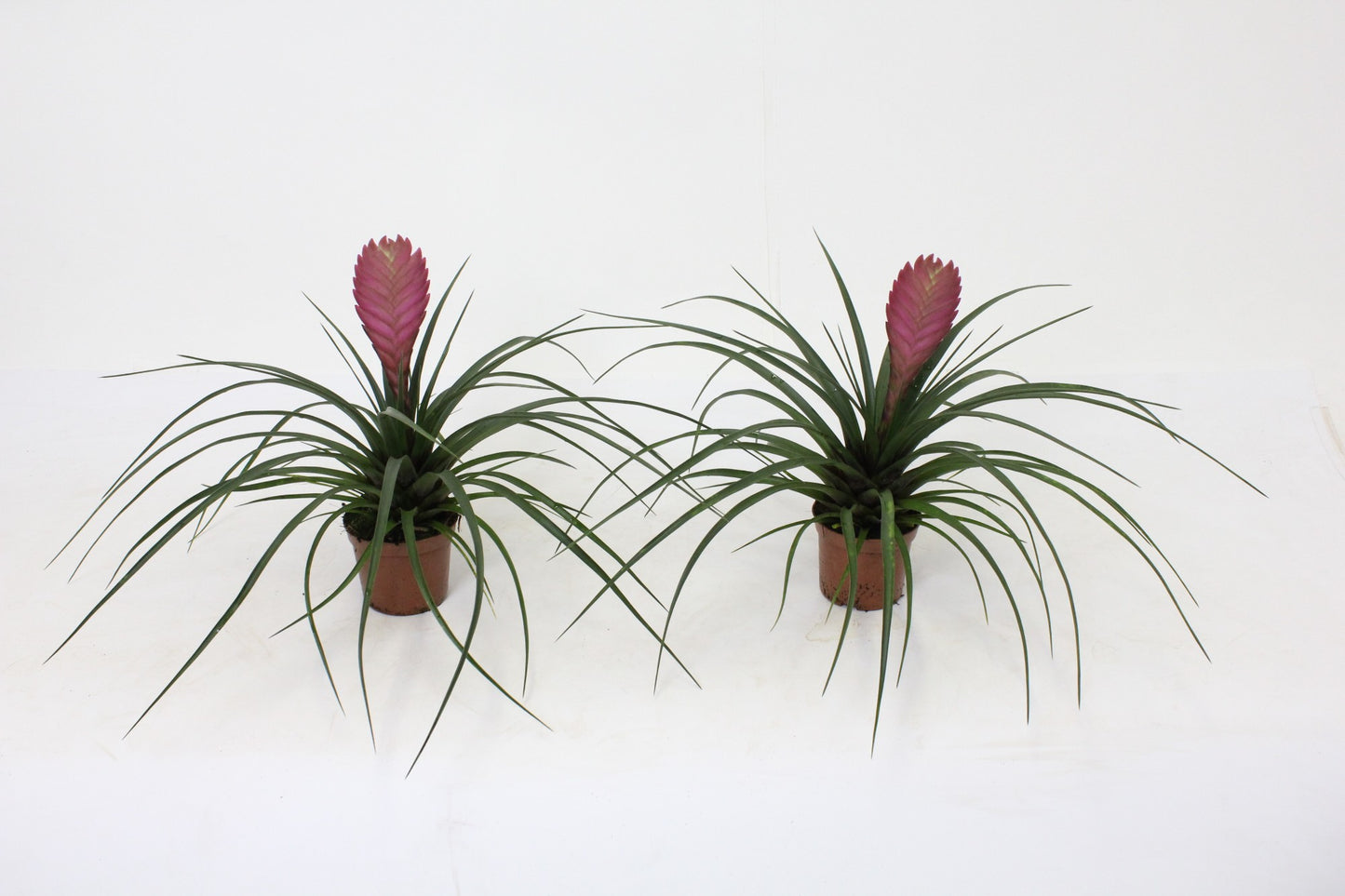 Tillandsia cyanea 25cm 9cm Pot
