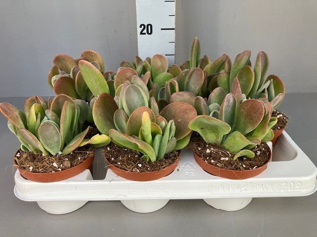Kalanchoe hybrid 26cm 11cm Pot