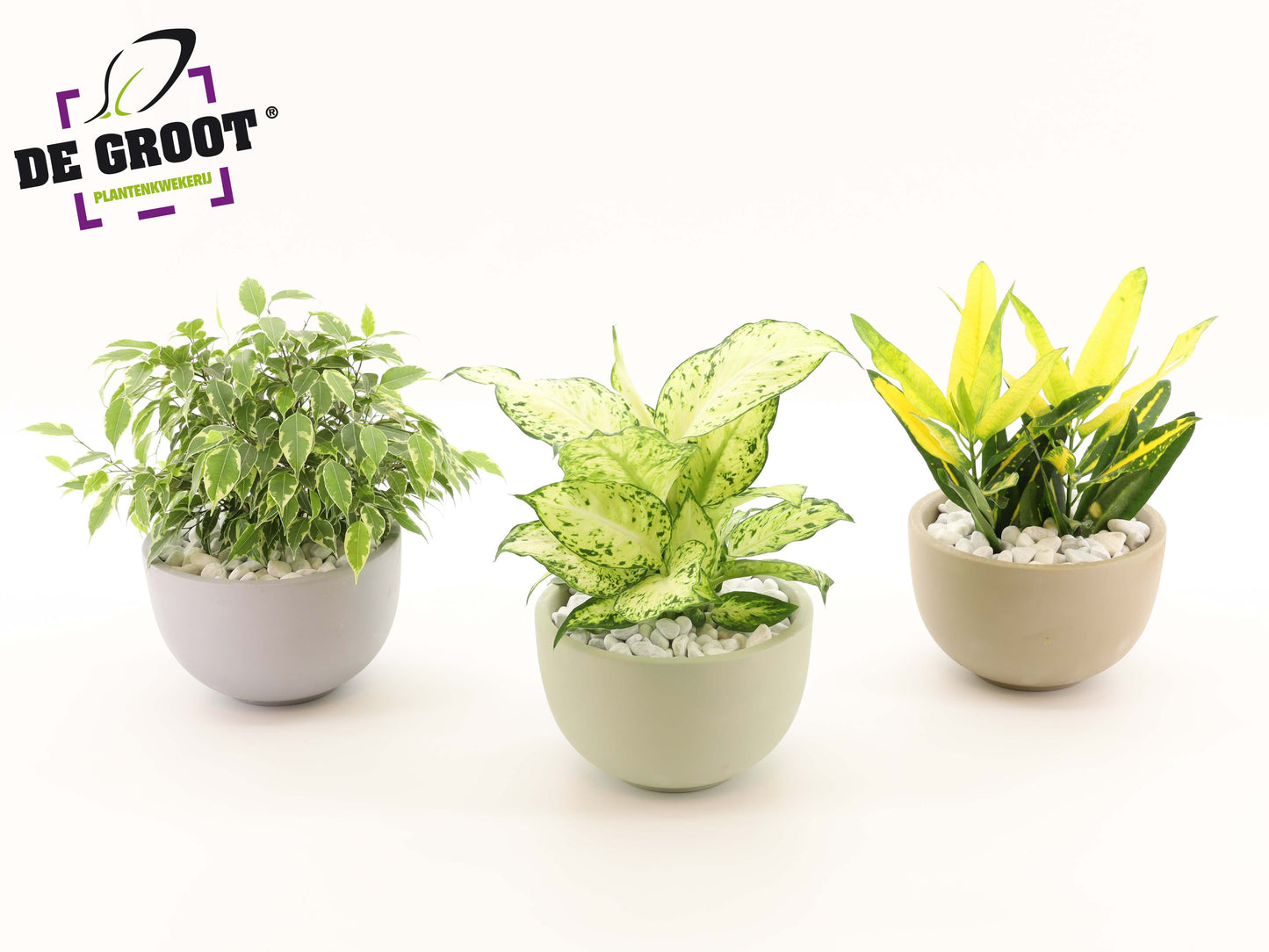 arr. Plants 35cm 19cm Pot