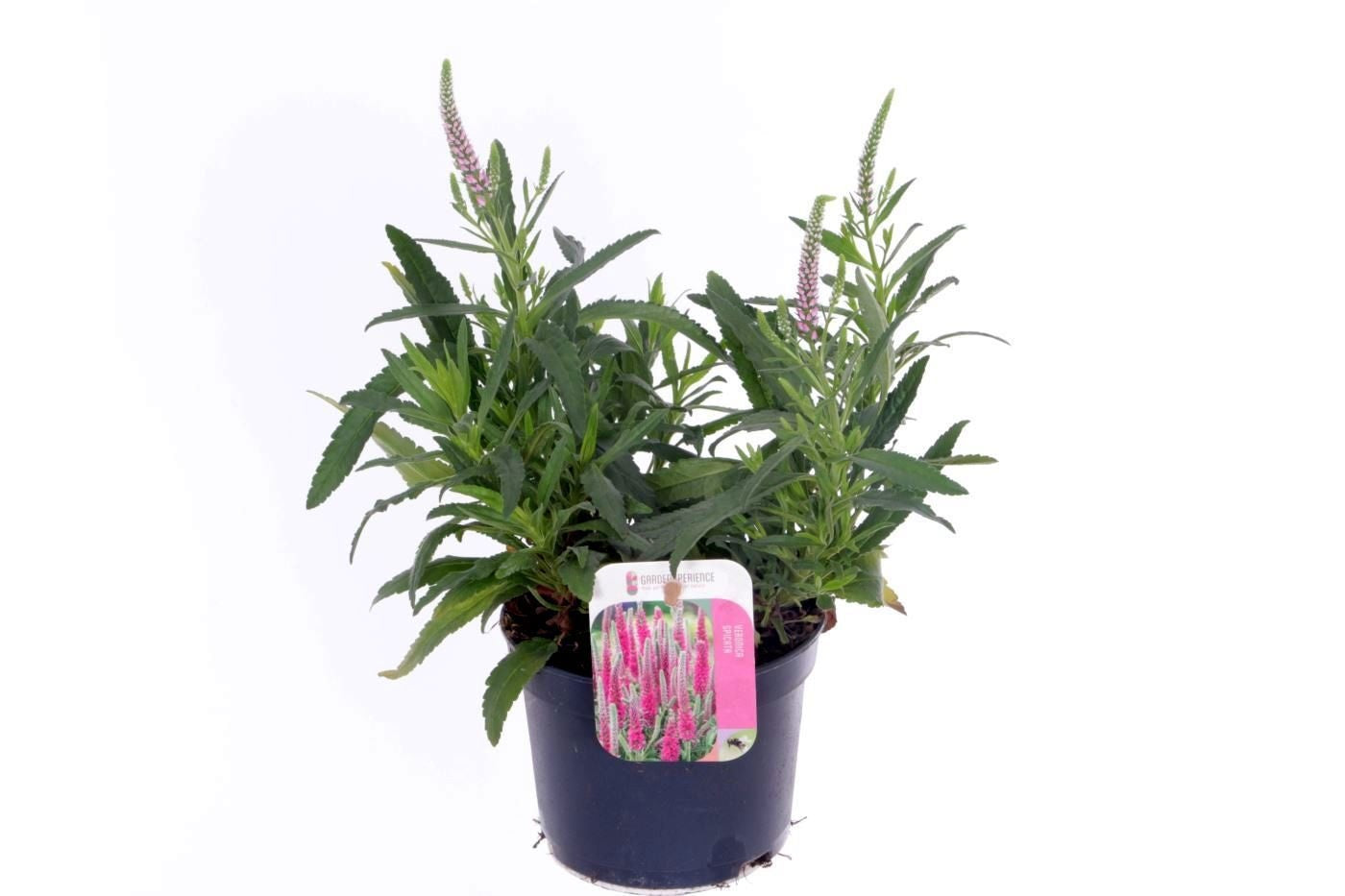 Veronica spicata 30cm 13cm Pot